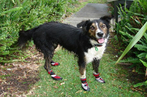 Shoes for dogs