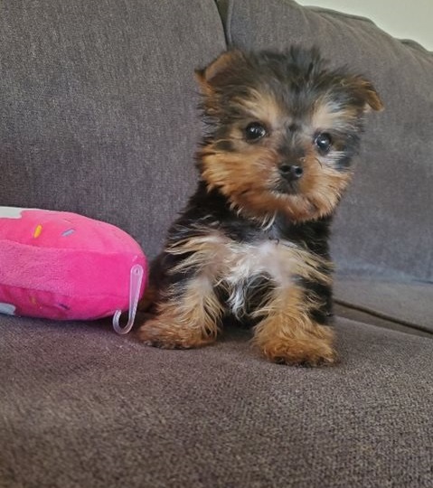 Teacup Yorkie puppies ready for their new homes