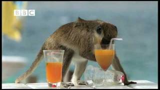 drunk monkeys fail weird nature