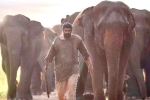 Rana Daggubati Aranya​ movie review, Aranya​ review, aranya movie review rating story cast and crew, B m kutty