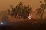 wildlife, forest land, australia fires warnings of huge blazes ahead despite raining, Global warming