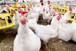 Bird flu breaking, Bird flu 2024, bird flu outbreak in the usa triggers doubts, Michigan