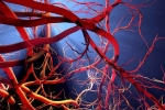 Blood Vessels Stretch experts, Blood Vessels Stretch exercises, how far can blood vessels stretch if laid out end to end, Tokyo