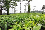 Coorg new updates, Coorg news, coorg the coffee capital of india, High quality