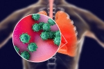 coronavirus, infection, new studies explain how the coronavirus enters our body, Body organs coronavirus, infection, new studies explain how the coronavirus enters our body, Body organs