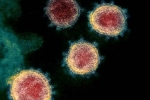 Coronavirus, Coronavirus USA, face covid 26 and covid 32 warns experts, Wildlife