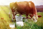 Cow Milk, Cow Milk advantages, ten health benefits of consuming cow milk, Older people