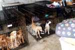 South Korea, Dog Meat South Korea, consuming dog meat is a right of consumer choice, Dog meat