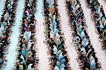 Indian expat based PCT humanity, Guinness world record, dubai based charity pct humanity run by indian expat enters guinness world records for holding longest iftar, Guinness world records