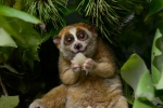 Animal, endandgered species, cute but deadly the critically endangered slow lorises, Pets