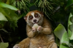 Red list, endandgered species, cute but deadly the critically endangered slow lorises, Cyber crime