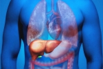 Fatty Liver in Youngsters reasons, Fatty Liver, why is fatty liver affecting youngsters, Holi