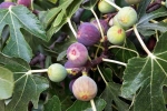 Figs experts, Figs health benefits, are figs really vegetarian or non vegetarian, Exploitation