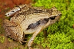 South Indian Frog Mucus Kills H1 Flu Virus, South Indian Frog Mucus Kills Flu Virus, south indian frog mucus kills flu virus, Peptides