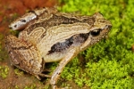 Frog Mucus Kills H1 Flu Virus, South Indian Frog Mucus Kills H1 Flu Virus, south indian frog mucus kills flu virus, Frog Frog Mucus Kills H1 Flu Virus, South Indian Frog Mucus Kills H1 Flu Virus, south indian frog mucus kills flu virus, Frog