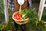 Fruits and Veggies breaking, Fruits and Veggies updates, fruits and veggies that are easy to grow at home, Mango