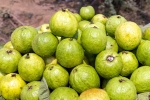 Guava good for health, Guava bad for whom, who should be careful with guava, Health tips Guava good for health, Guava bad for whom, who should be careful with guava, Health tips