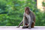 prevent monkey bite, survive monkey bite, how to survive a monkey attack handle it without panicking, Monkeys