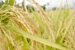 IPAB, IPAB, ipab to allot gi tag to indian basmati rice, Apeda