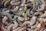 US, fishing practice, indian shrimp faces threat of ban in u s, Indian shrimp
