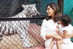 Klin Kaara tigress, Klin Kaara tigress, klin kaara meets her namesake tigress on second birthday, Hidden