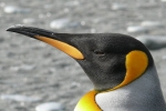 penguins poop, nitrous oxide, laughing gas released from penguins poop causes a ruckusto the environment, Cuckoo