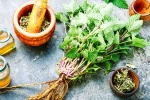 Lemon Balm benefits, Lemon Balm health benefits, all about lemon balm and its health benefits, Holistic health