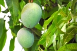 mango leaves, side effect of mango leaves, mango leaves seeds helps in reducing blood sugar and diabetes here s how, Diabetes patients mango leaves, side effect of mango leaves, mango leaves seeds helps in reducing blood sugar and diabetes here s how, Diabetes patients