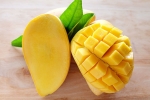 mangoes, ripen mangoes artificially, mouth watering mangoes may contain cancer causing chemicals, Enforcement department