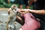 Monkey Bite doctors, Monkey Bite, what to do after a monkey bite, Vaccine Monkey Bite doctors, Monkey Bite, what to do after a monkey bite, Vaccine