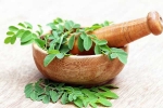 Moringa, Moringa advantages, is moringa a must have in your diet, Benefits Moringa, Moringa advantages, is moringa a must have in your diet, Benefits