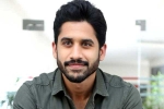 Naga Chaitanya interview, Naga Chaitanya upcoming projects, naga chaitanya coming up with a strong lineup of films, Vijay kanakamedala