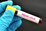 Nipah Virus - Kerala, Nipah Virus new case, nipah virus is back again two deaths registered, Kozhikode
