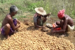 how do potatoes grow, Pepsico, pepsico case potato farmers in gujarat seek compensation for harassment, Snatch