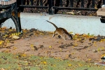 Mayor concern on New York rodents, Somewhat bloodthirsty campaign, must experience trend in new york city, Running