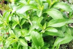 Stevia latest breaking, Stevia for sugar, is consuming stevia bad for blood sugar levels, Stevia