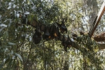 coronavirus, nipah virus, study shows coronavirus presence in two indian bats icmr study, Nipah viru