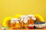 Sunflower Oil new updates, Sunflower Oil benefits, long term effects of consuming sunflower oil on heart health, Exposed