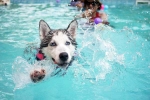 Swimming Dog Fitness good or bad, Dog Fitness research, how can swimming boost your dog s fitness, Rehab