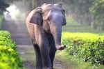 unique identification number, elephants, tamed elephants in india to get unique identification numbers like aadhar, Wildlife
