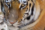 covid-19, novel coronavirus, bronx zoo tiger nadia the first animal tested positive for covid 19, Wildlife