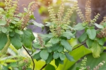 tulsi for skin pigmentation, how to use tulsi for hair, tulsi for skin how this indian herb helps in making your skin acne free glowing, Toner