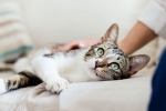 United states, coronavirus, two pet cats in new york test positive for covid 19, Pet cats