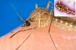 West Nile Virus cause, West Nile Virus breaking news, russia warns of west nile virus, Joint pains West Nile Virus cause, West Nile Virus breaking news, russia warns of west nile virus, Joint pains