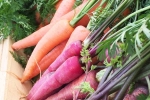 Carrot, Red Carrot, which carrot is more beneficial for health, Vege