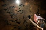 Wuhan CDC latest, Wuhan CDC bat research, a sensational video of scientists of wuhan cdc collecting samples in bat caves, Wuhan cdc news