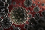 coronavirus, anti-parasitic drug, anti parasitic drug successful in killing coronavirus in 48 hours study, Doherty