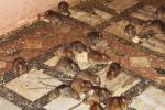 Temple Full Of Rats, Rats Are Worshipped In Temple, temple where rats are protected, Karni mata