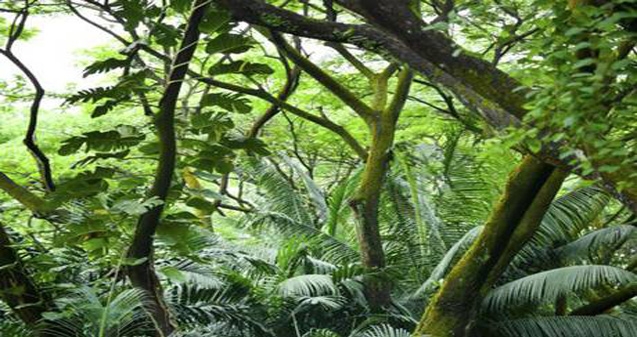 Traveller's Guide: Saint Lucia