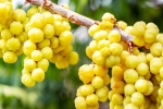 Amla health, Amla survey, ten health benefits of consuming amla, Galli
